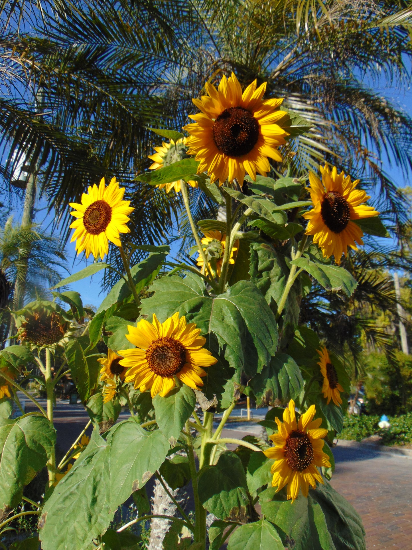 Sunflower   ‘Henry Wilde’   100 Seeds   Helianthus annuus