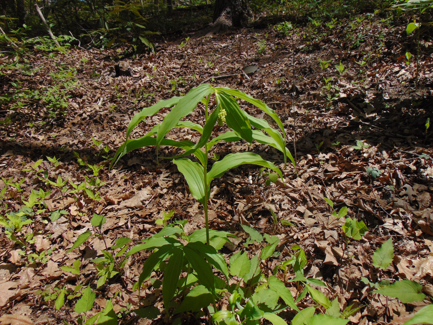 False Solomon's Seal   10 Seeds   Smilacina racemosa