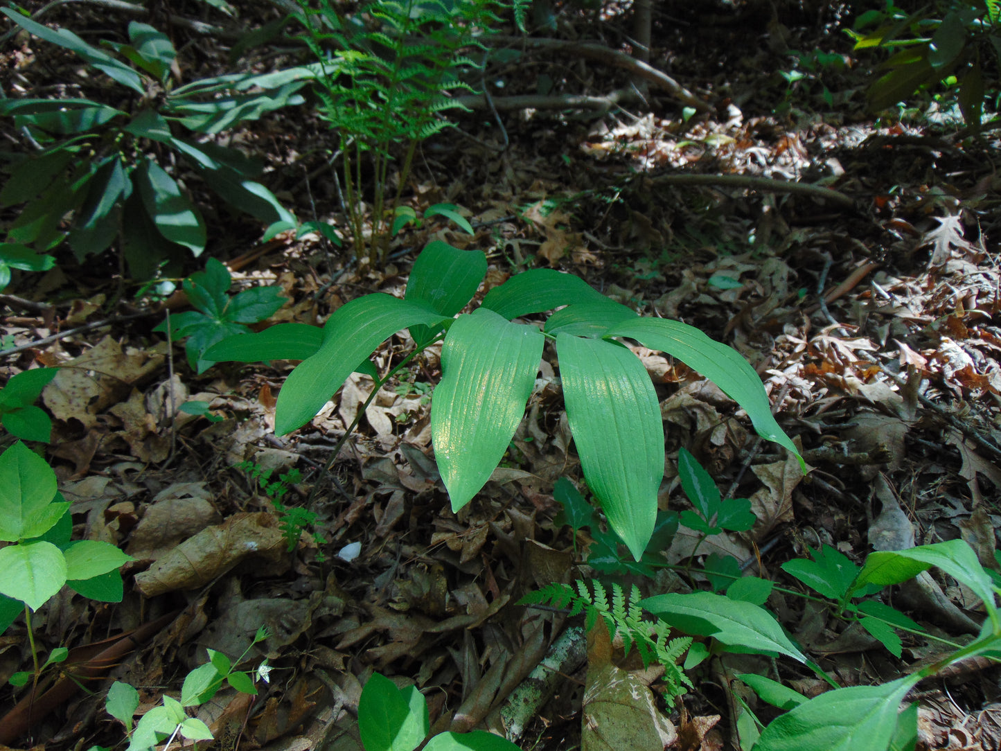 Solomon’s Seal   10 Seeds   Polygonatum biflorum