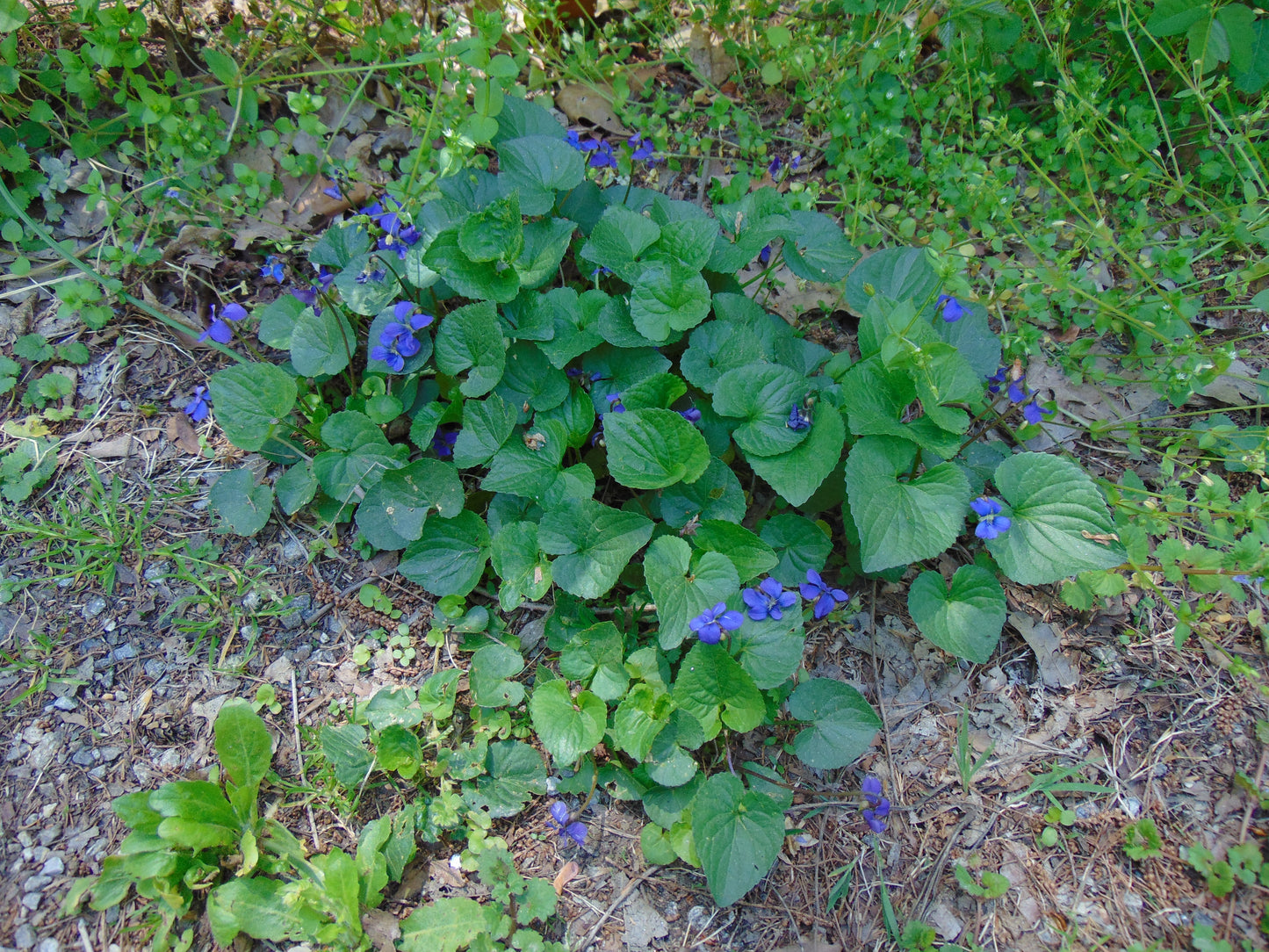 Common Blue Violet  Viola sororia  100 Seeds  USA Company