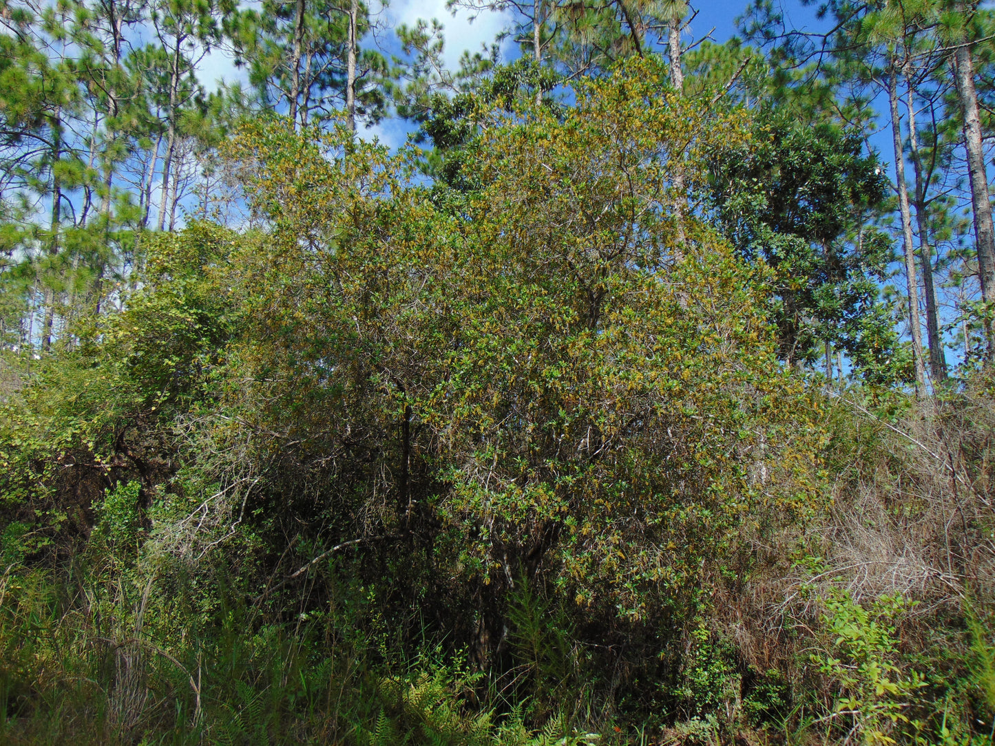 Buckwheat Tree Black Titi Cliftonia monophylla 10 Seeds