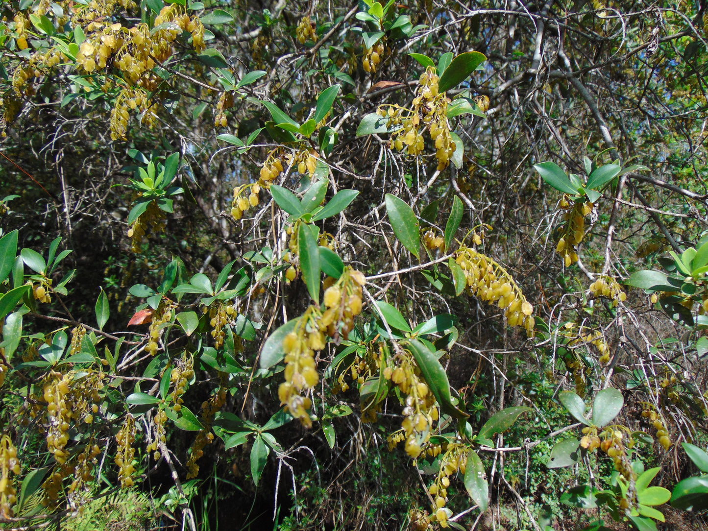 Buckwheat Tree Black Titi Cliftonia monophylla 10 Seeds