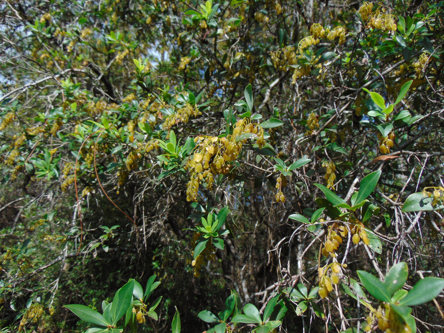 Buckwheat Tree Black Titi Cliftonia monophylla 10 Seeds