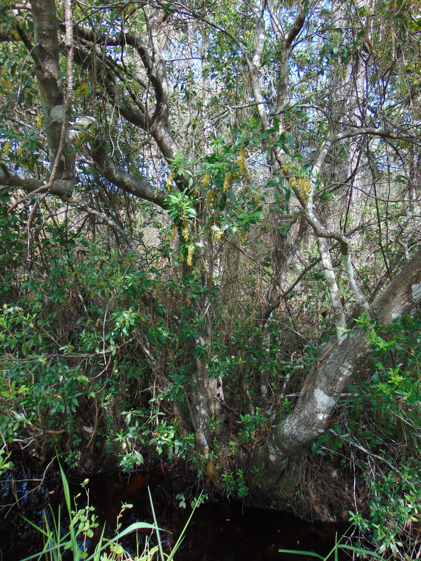 Buckwheat Tree Black Titi Cliftonia monophylla 10 Seeds