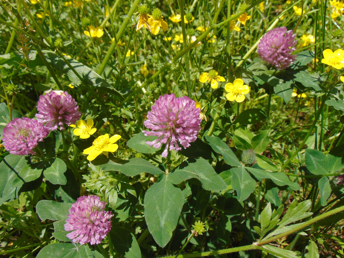 Red Clover 100 Seeds  Trifolium pratense