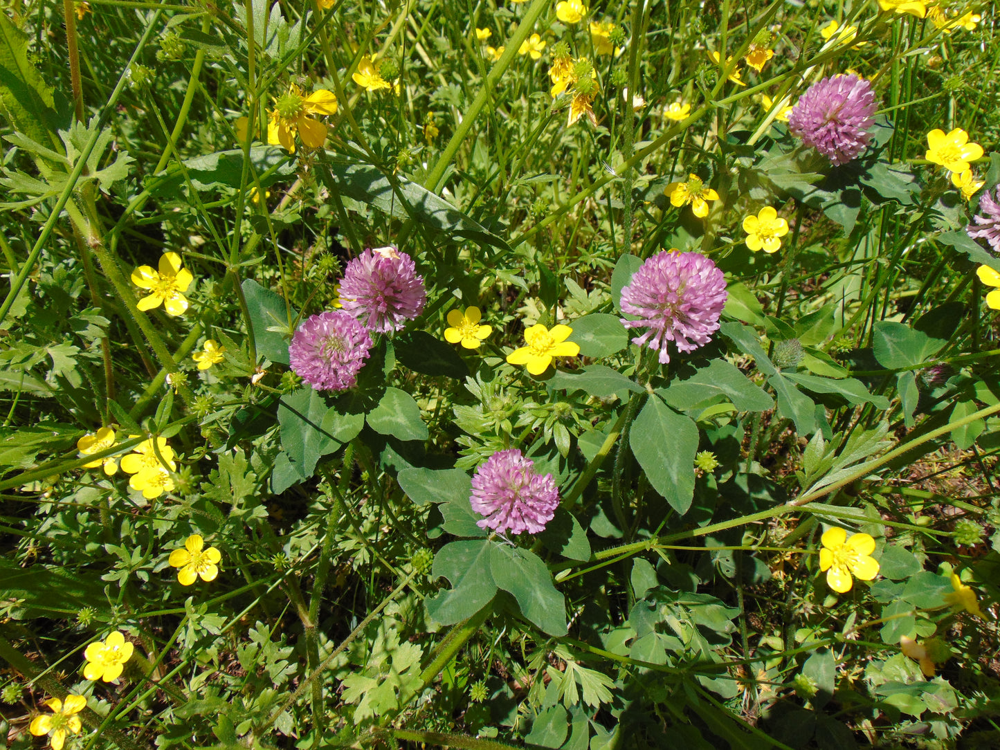Red Clover 100 Seeds  Trifolium pratense
