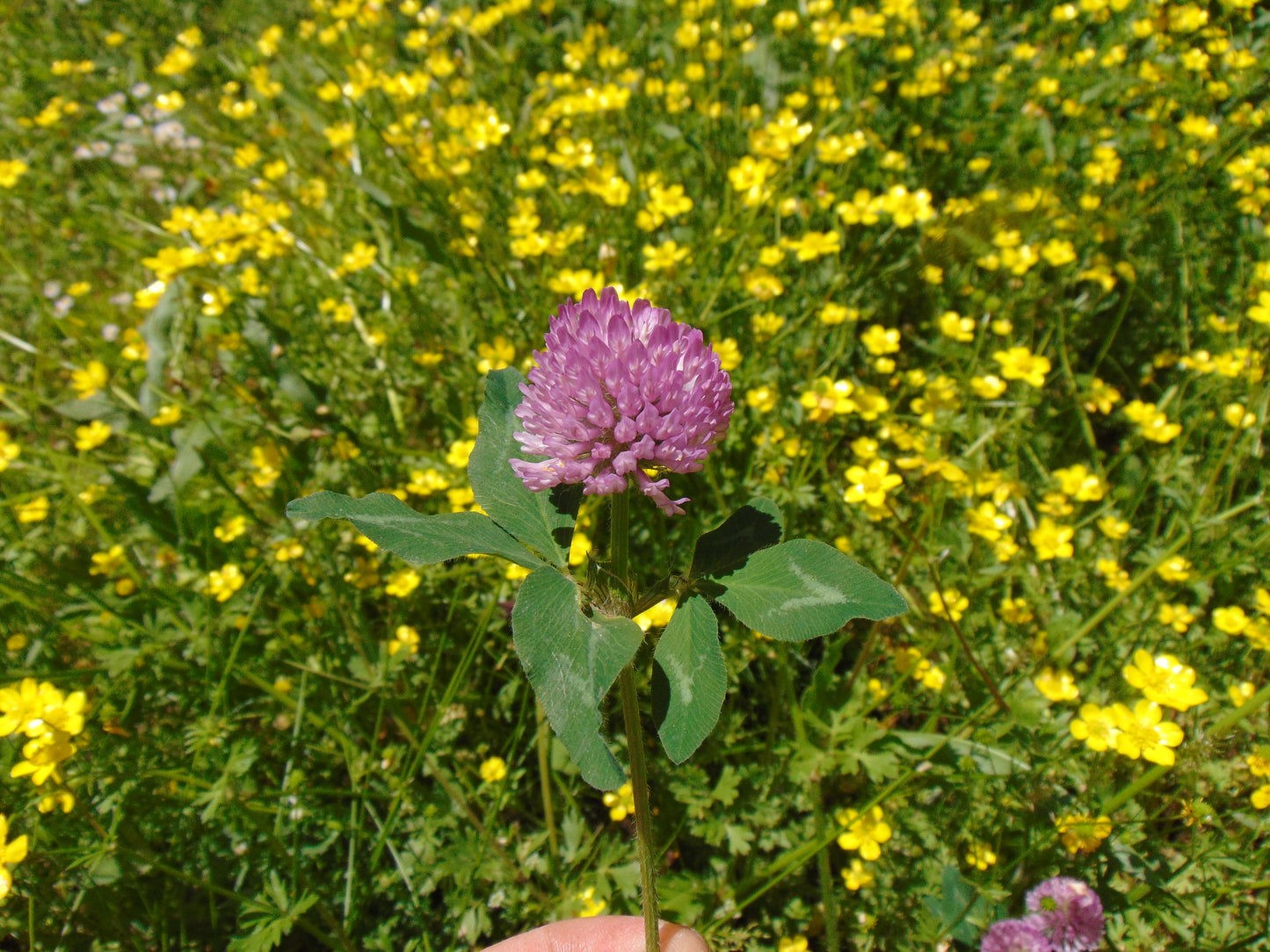 Red Clover 100 Seeds  Trifolium pratense