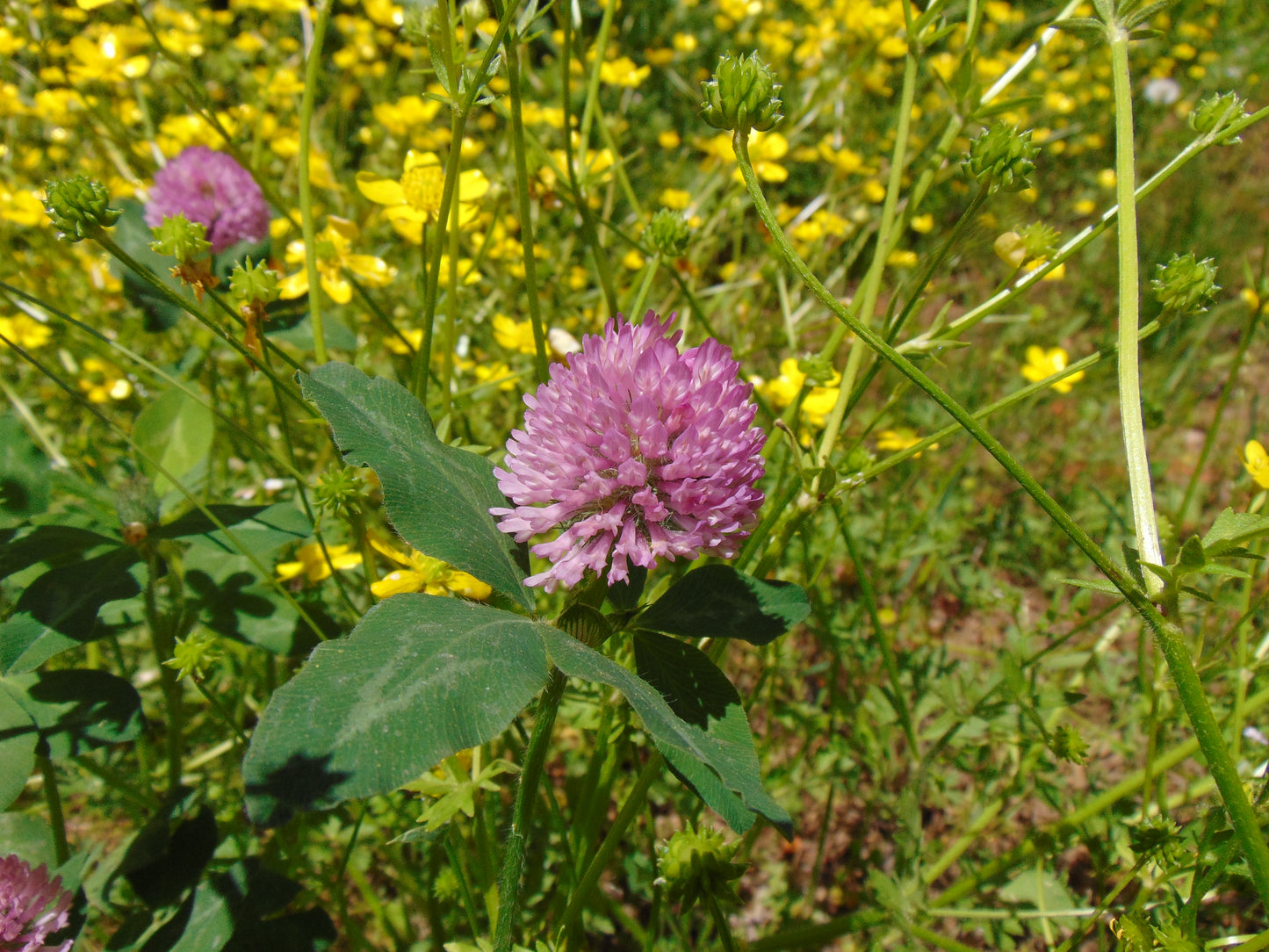 Red Clover 100 Seeds  Trifolium pratense