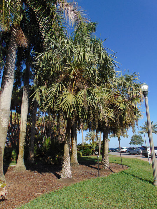 Carnauba Wax Palm Copernicia cerifera 20 Seeds