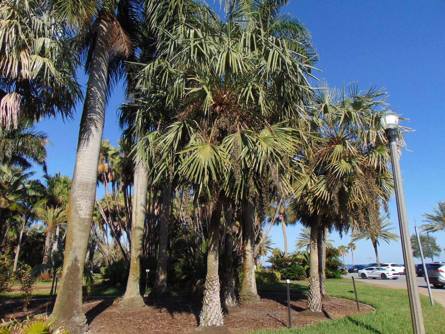 Carnauba Wax Palm Copernicia cerifera 20 Seeds