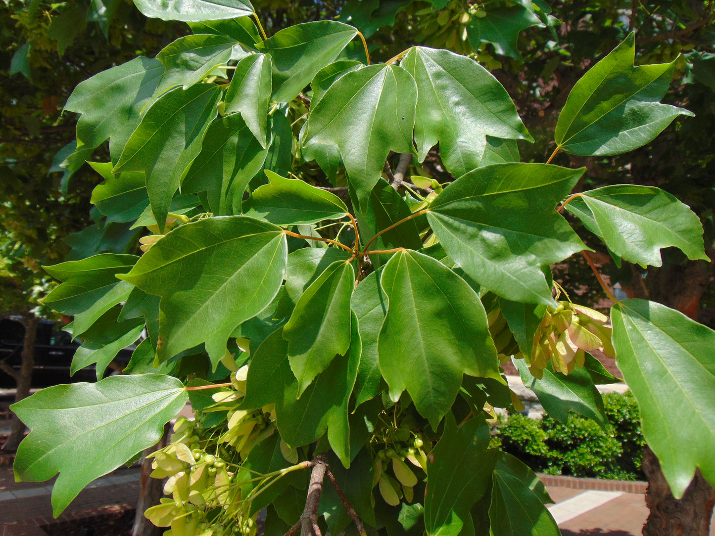 Trident Maple   100 Seeds   Acer buergerianum