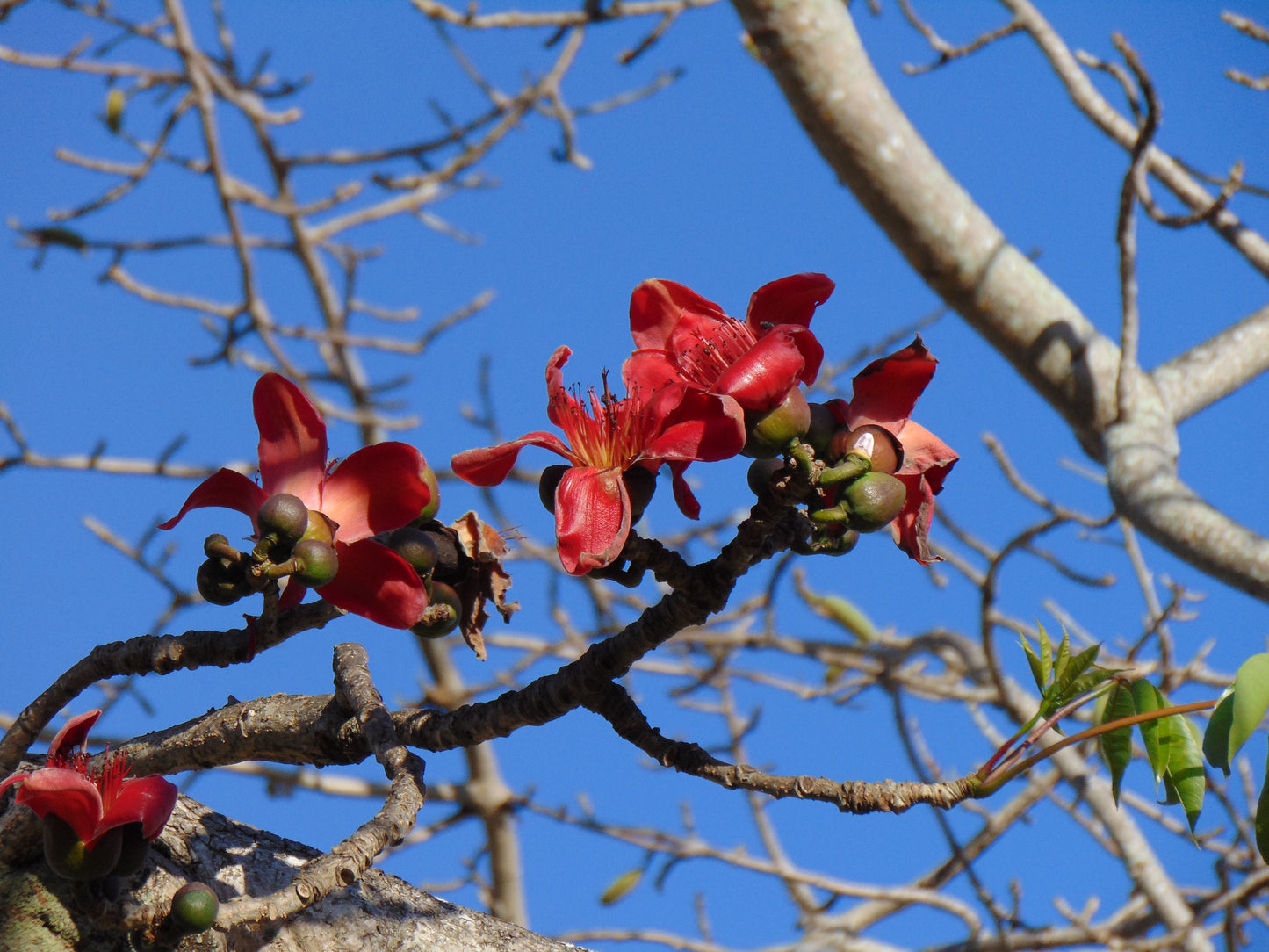 Red Silk Cotton Tree   20 Seeds   Bombax ceiba
