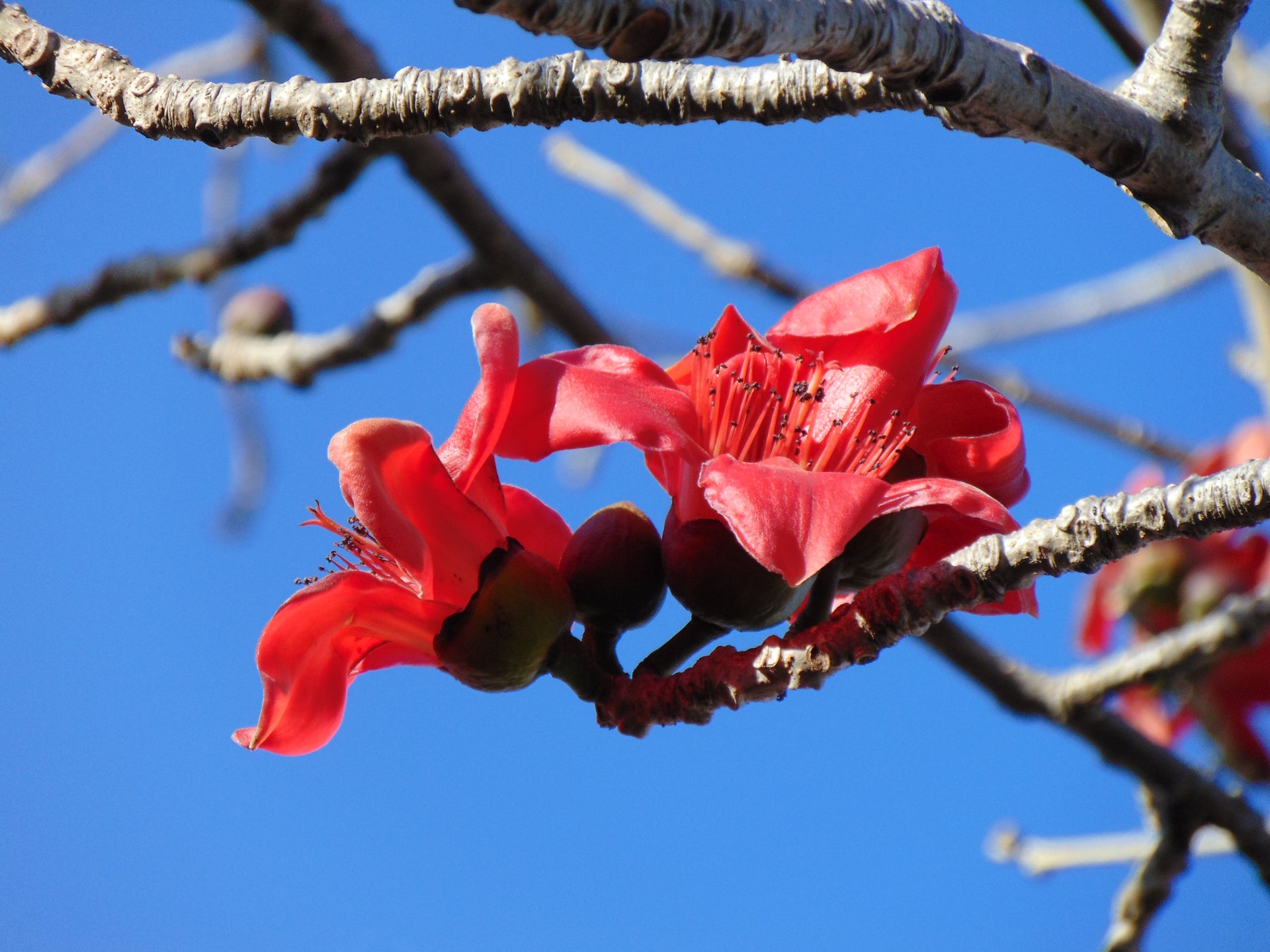 silk cotton tree bonsai Red Silk Cotton Tree 20 Seeds Bombax ceiba – R&B Floridaseeds