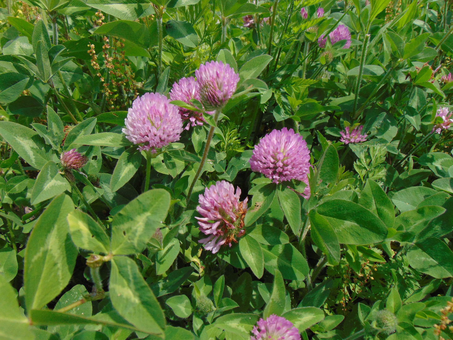 Red Clover 100 Seeds  Trifolium pratense