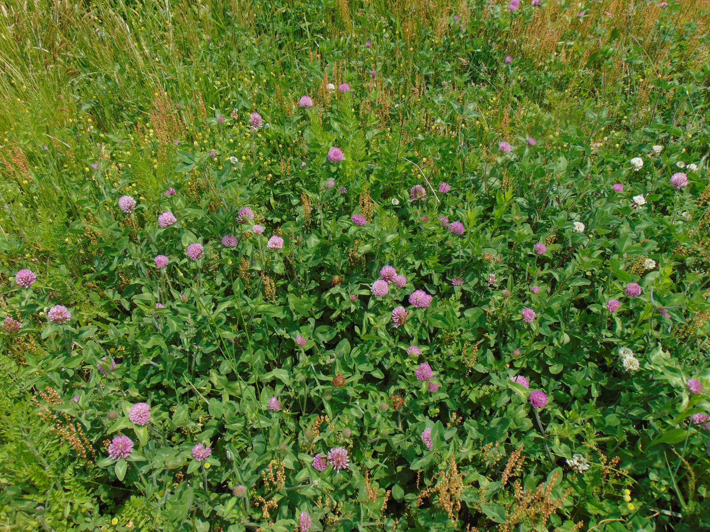 Red Clover 100 Seeds  Trifolium pratense