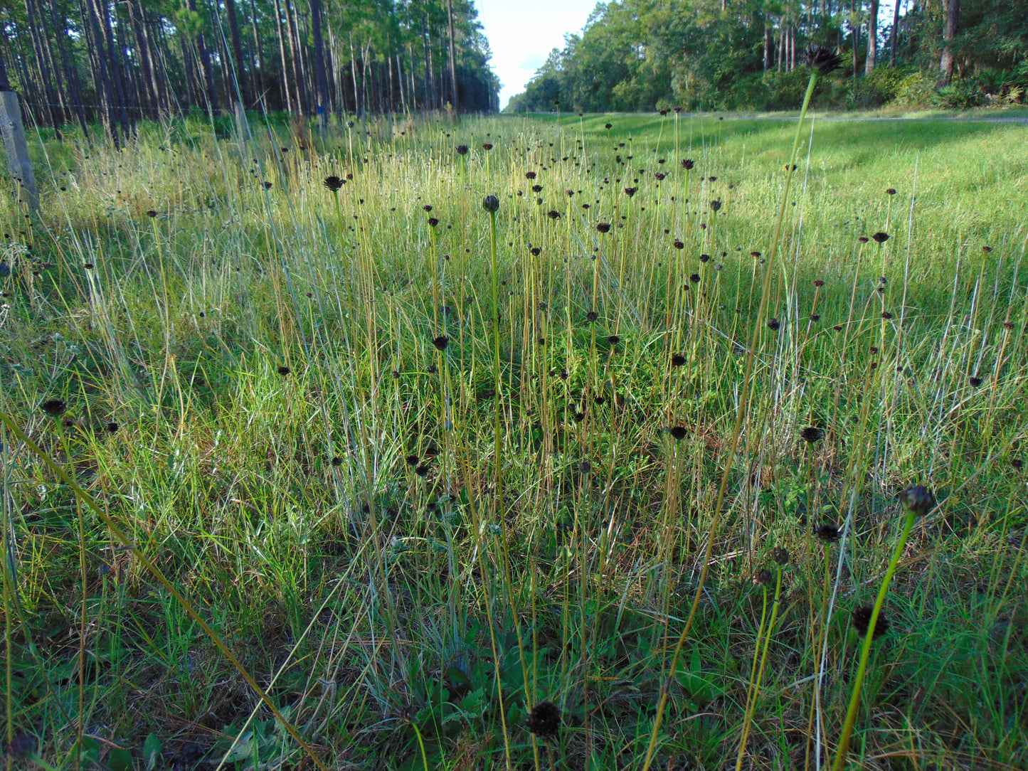 Rayless Sunflower Helianthus radula 20 Seeds