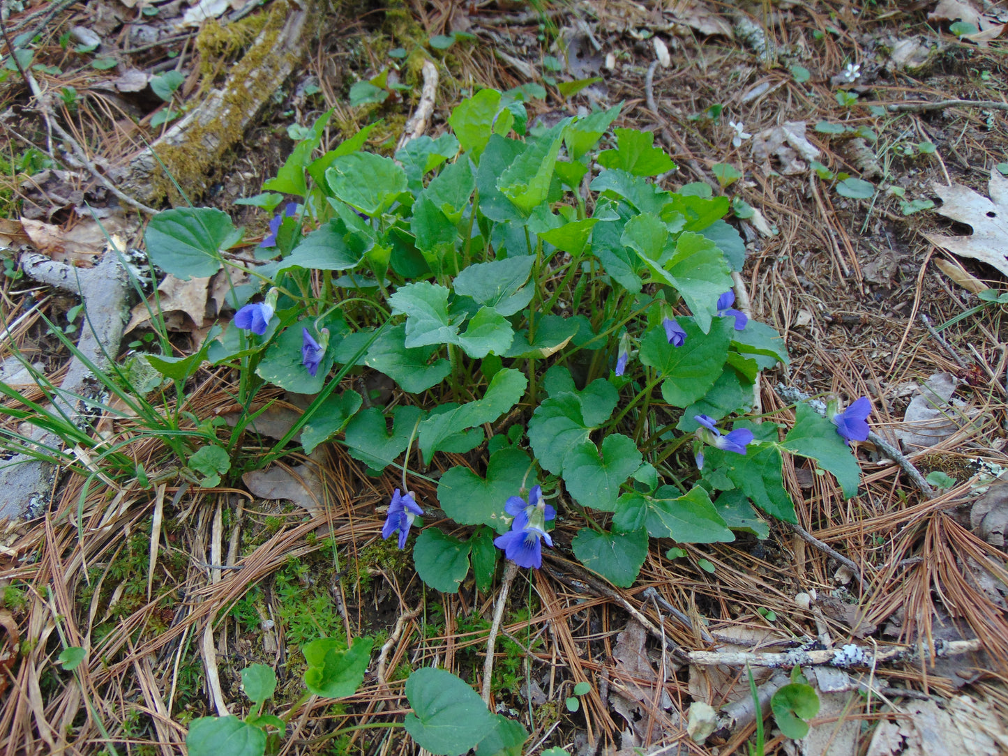 Common Blue Violet  Viola sororia  100 Seeds  USA Company