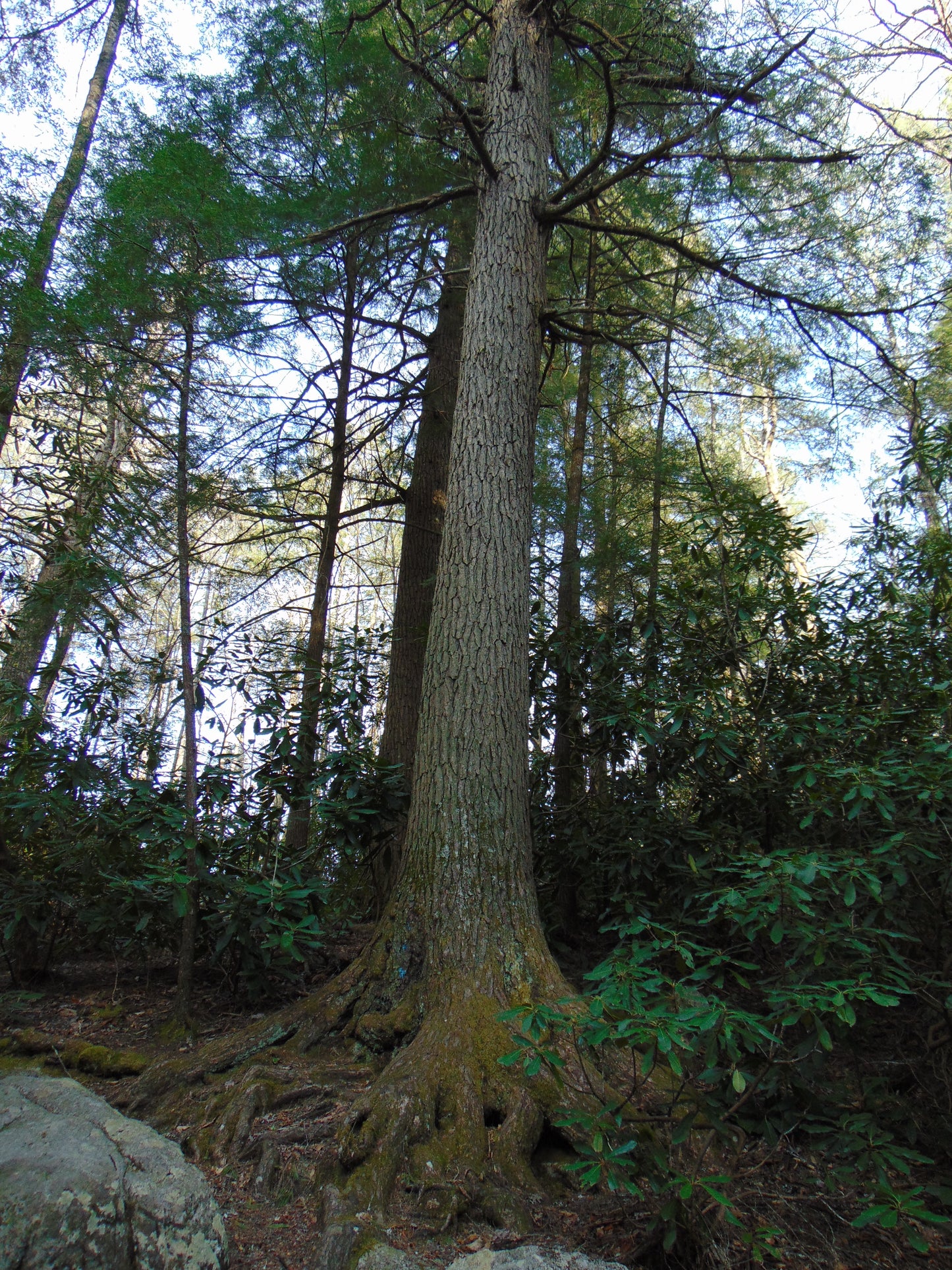 Eastern Hemlock  20 Seeds  Tsuga canadensis