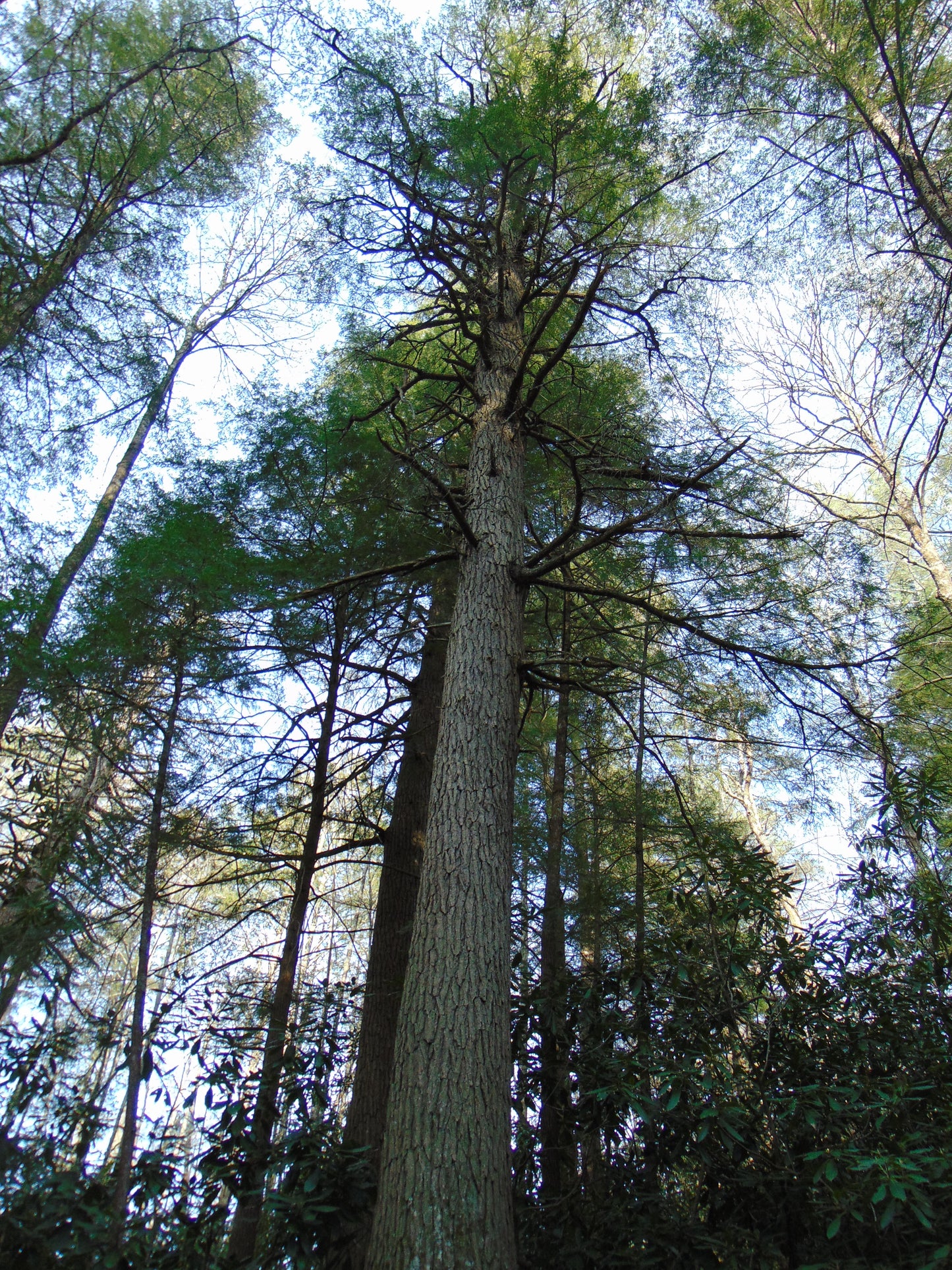 Eastern Hemlock  20 Seeds  Tsuga canadensis