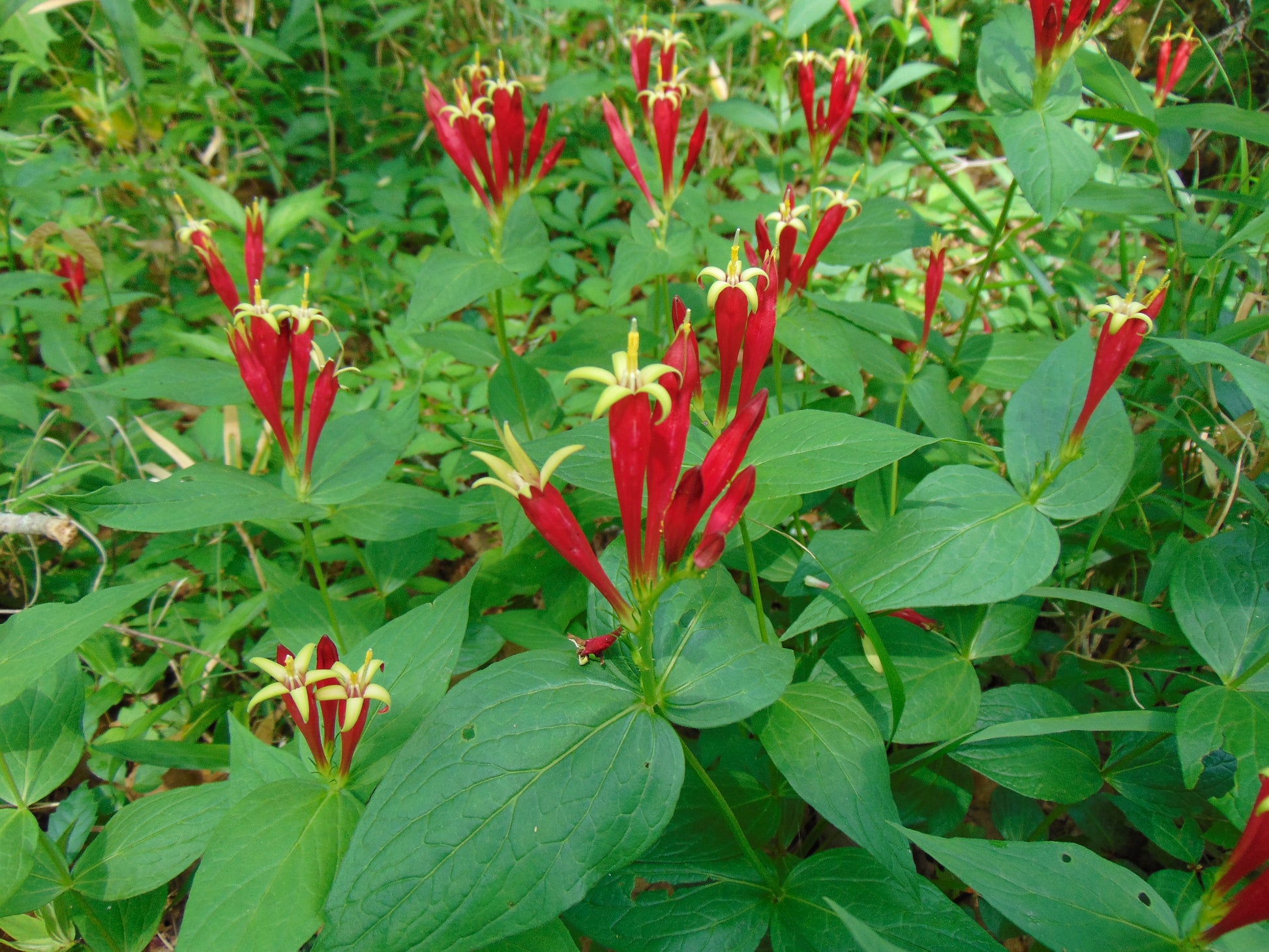 indian pink plant seeds Indian Pink 5 Seeds Spigelia marilindica – R&B Floridaseeds