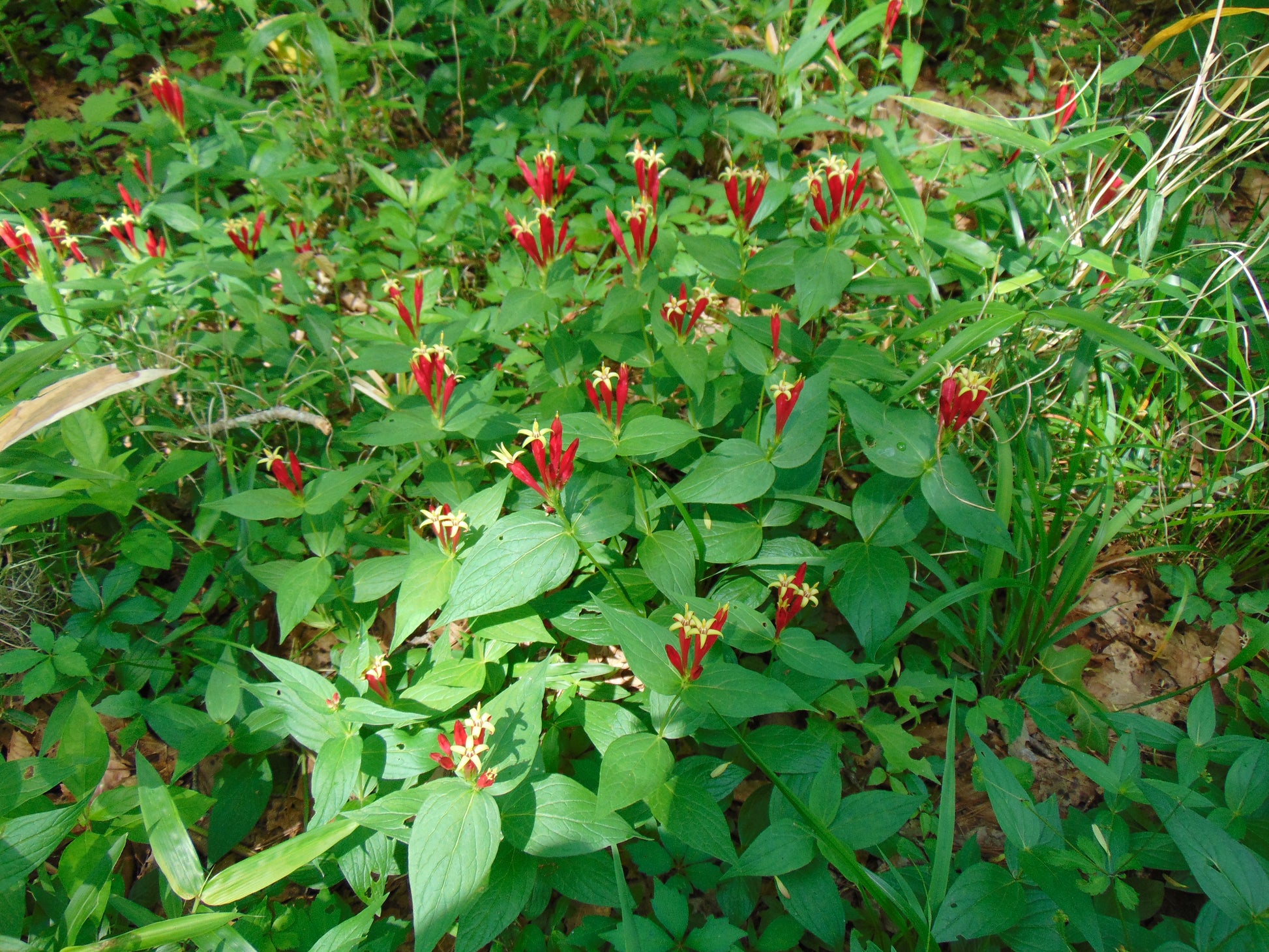 indian pink plant seeds Indian Pink 5 Seeds Spigelia marilindica – R&B Floridaseeds