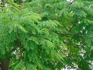 Kentucky Coffee Tree  Native Tree  5 Seeds  Gymnocladus dioicus