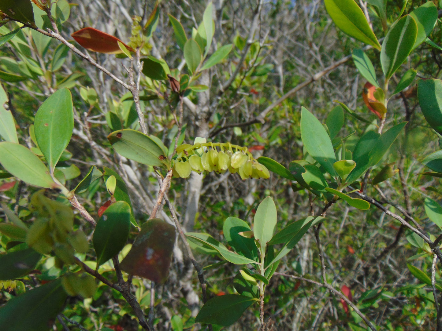 Buckwheat Tree Black Titi Cliftonia monophylla 10 Seeds