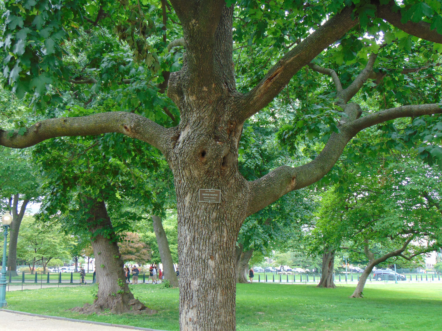 Field Maple  100 Seeds  Acer campestre