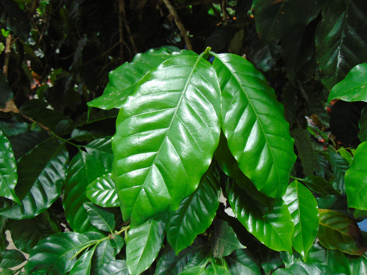 Coffee  10 Seeds  Coffea arabica
