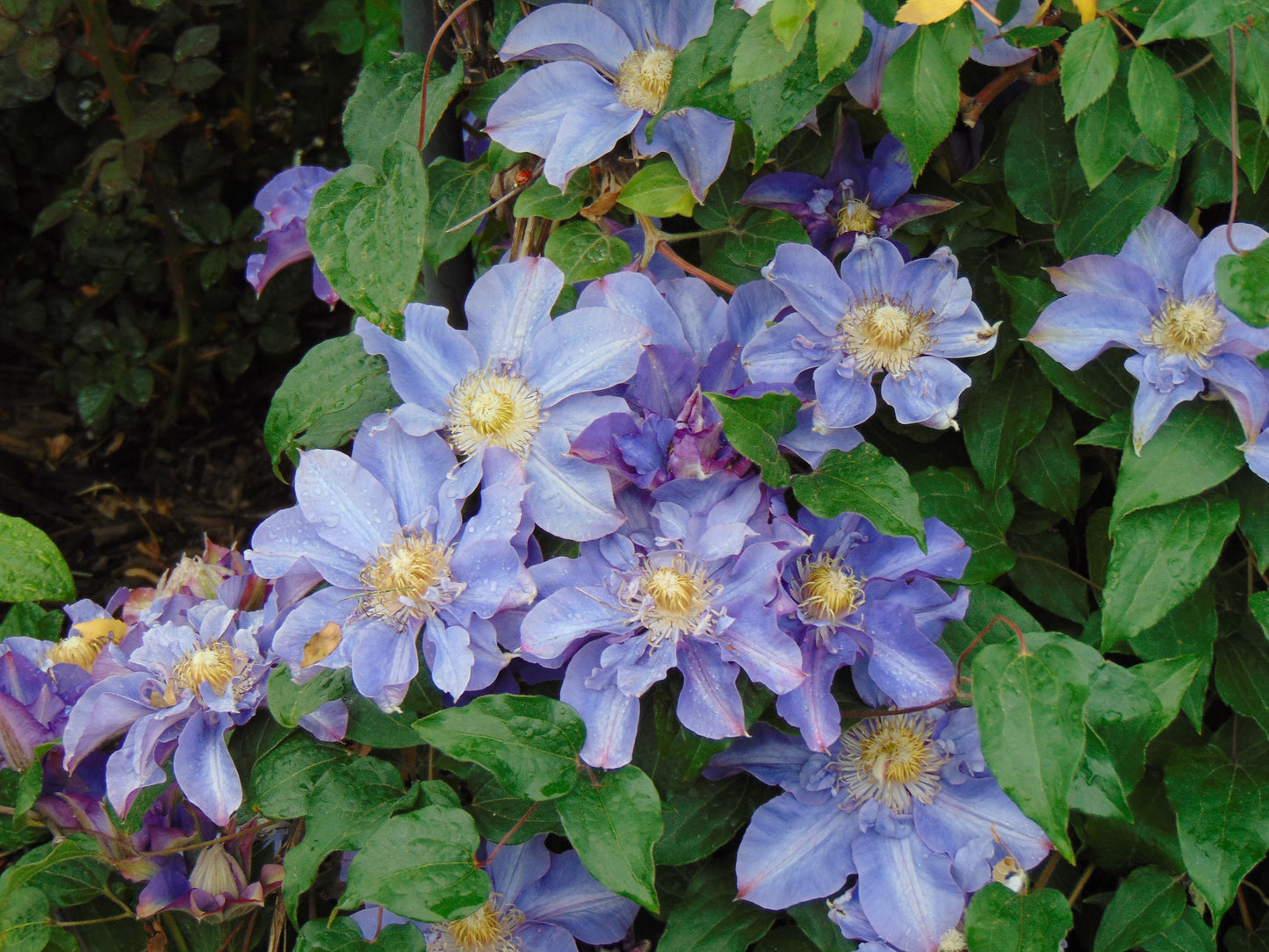 Purple Clematis  25 Seeds  Clematis Hybrid
