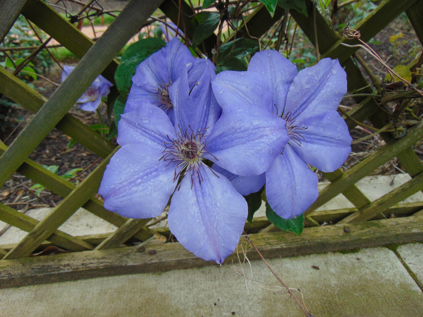 Purple Clematis  25 Seeds  Clematis Hybrid