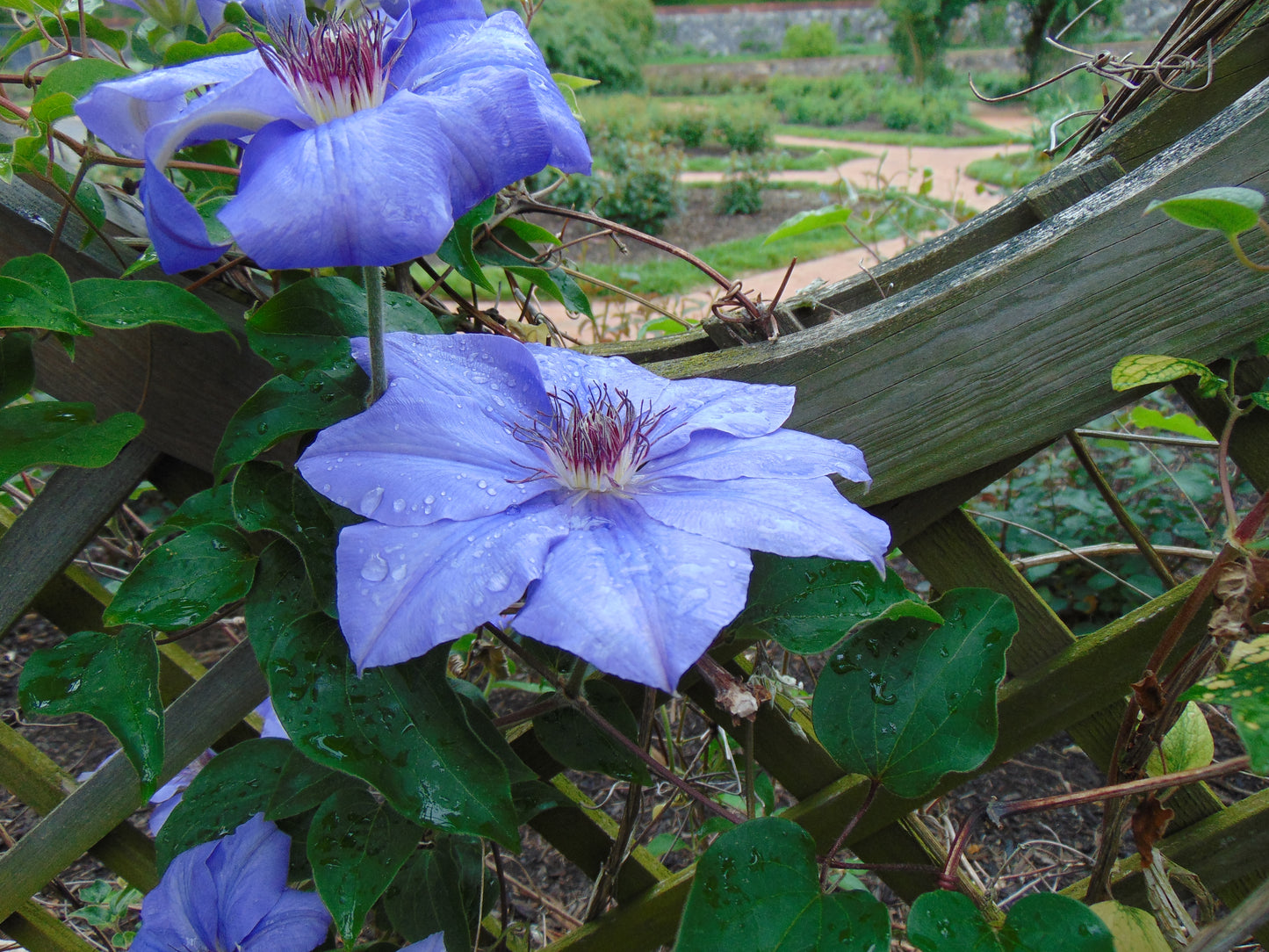 Purple Clematis  25 Seeds  Clematis Hybrid