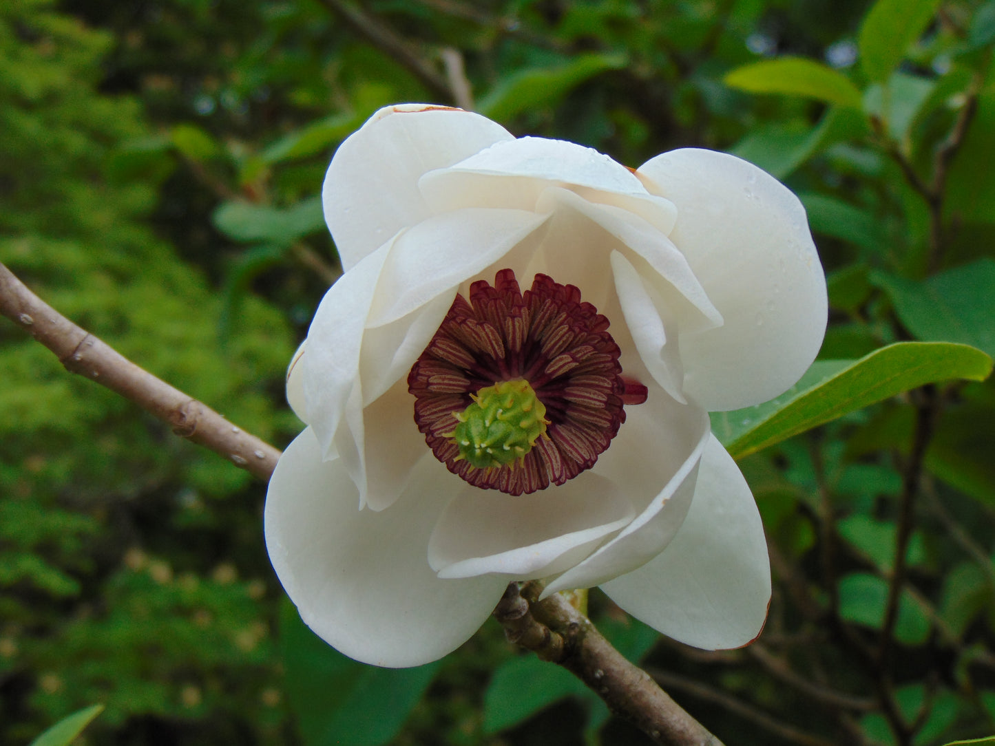 Oyama Magnolia Magnolia sieboldii 10 Seeds
