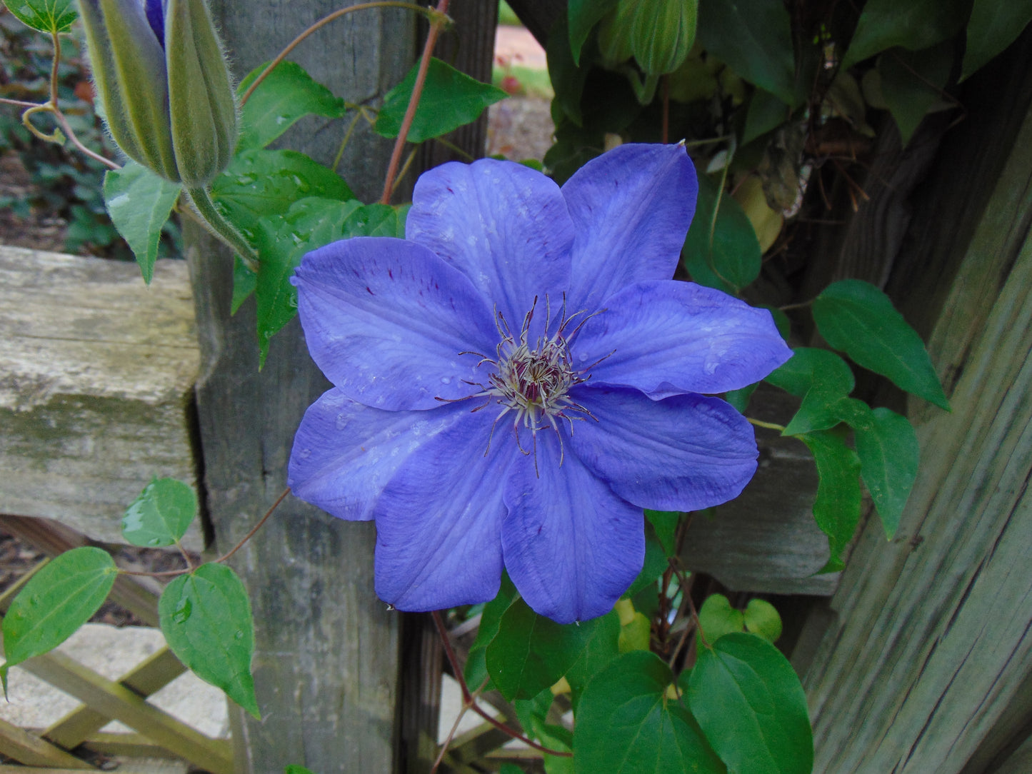 Purple Clematis  25 Seeds  Clematis Hybrid