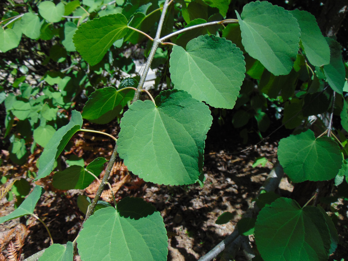 Katsura Tree  2300 Seeds  1 Gram  Cercidiphyllum japonicum