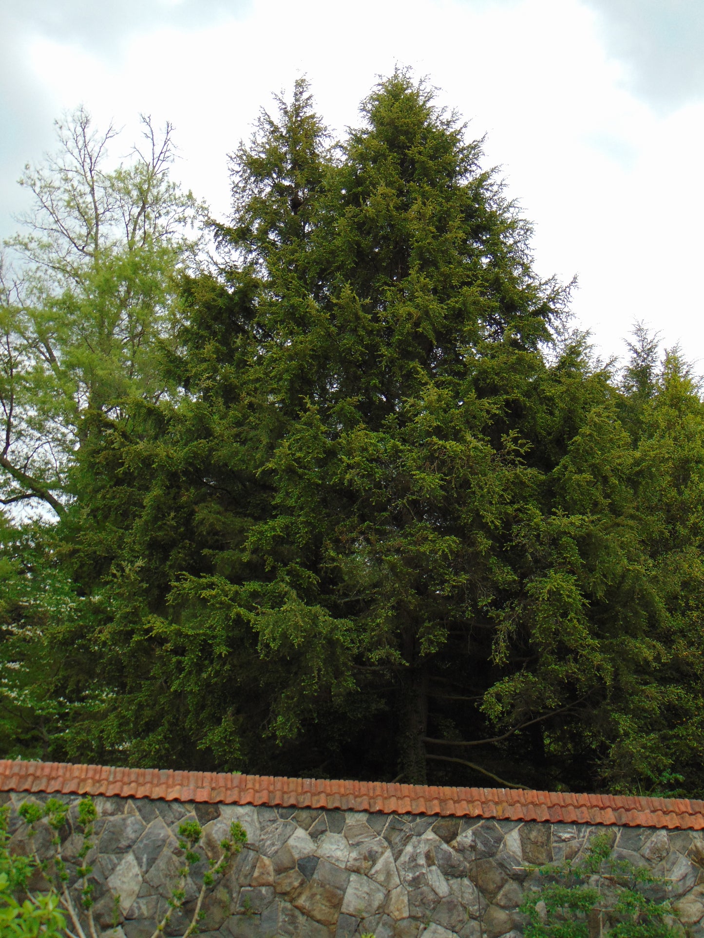 Eastern Hemlock  20 Seeds  Tsuga canadensis