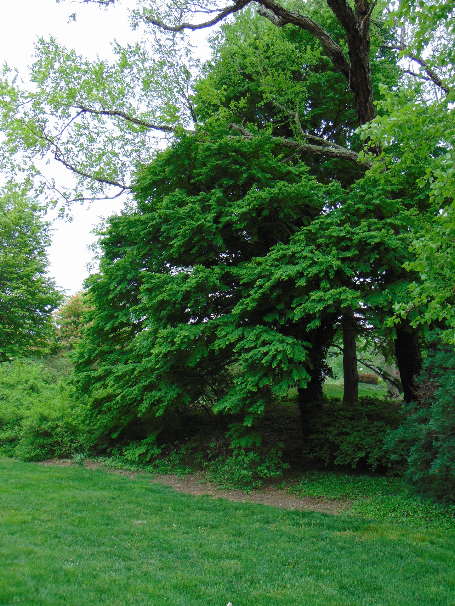 Katsura Tree  350 Seeds  Cercidiphyllum japonicum