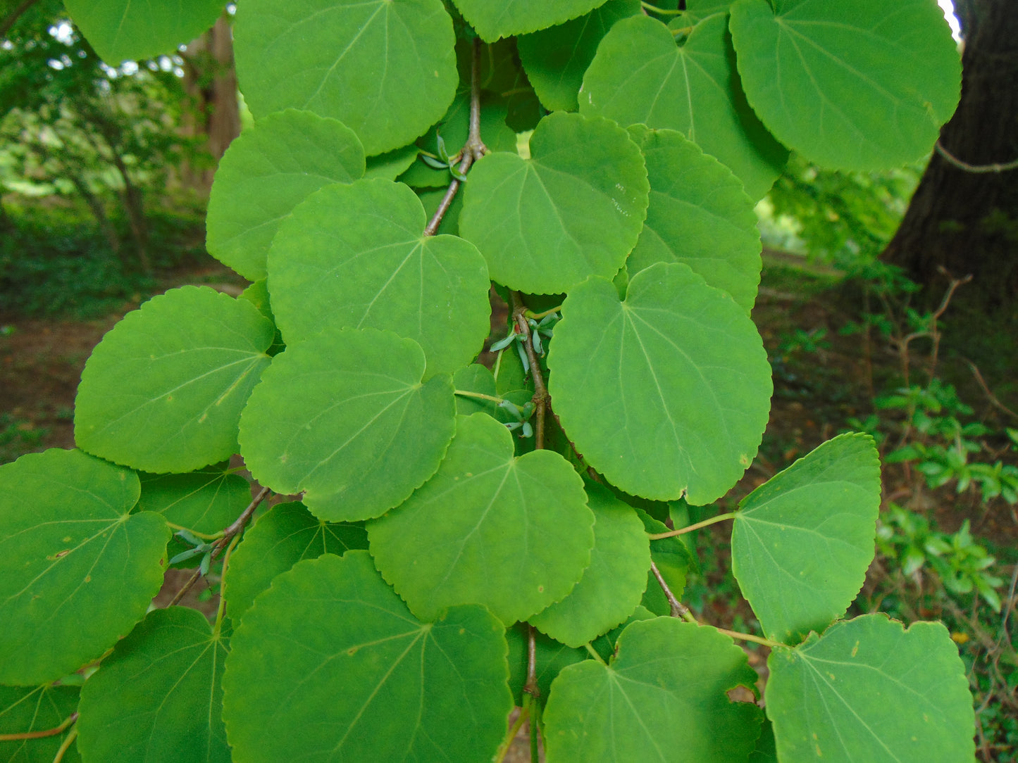 Katsura Tree  350 Seeds  Cercidiphyllum japonicum