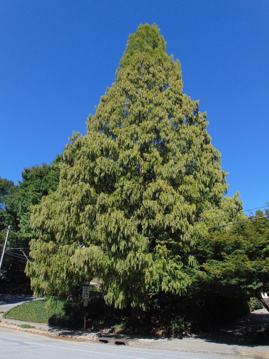 Dawn Redwood Metasequoia glyptostroboides 200 Seeds  USA Company