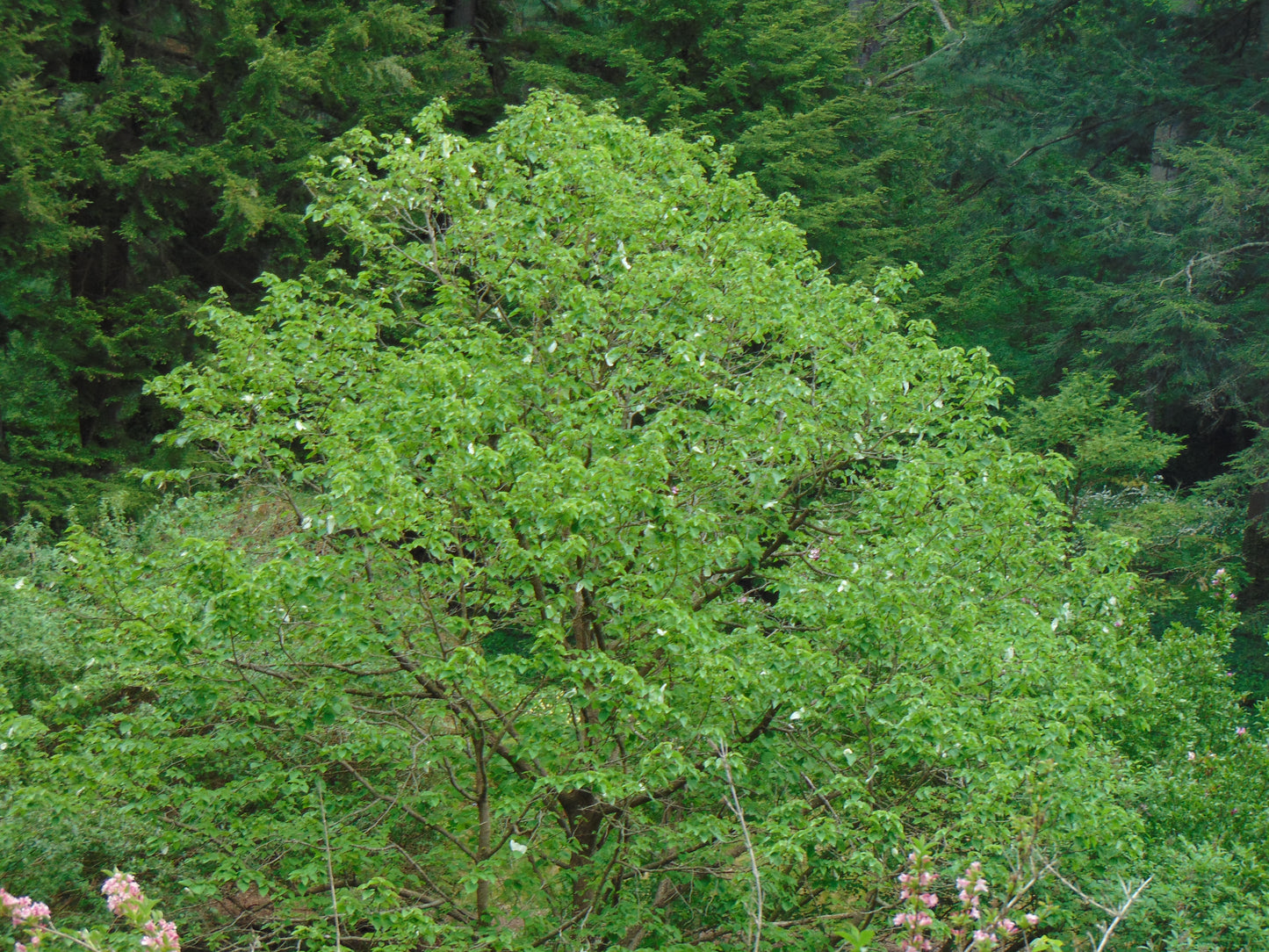 Dove Tree Davidia involucrata 1 Fruit with Seeds  USA Company