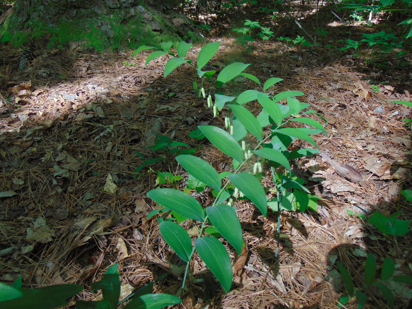 Soloman’s Seal  30 Seeds  Polygonatum biflorum