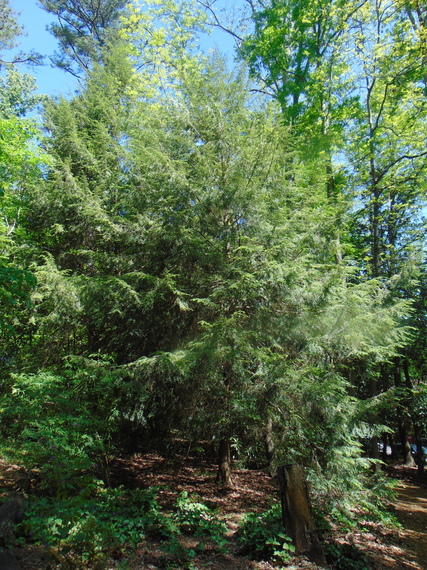 Eastern Hemlock  20 Seeds  Tsuga canadensis
