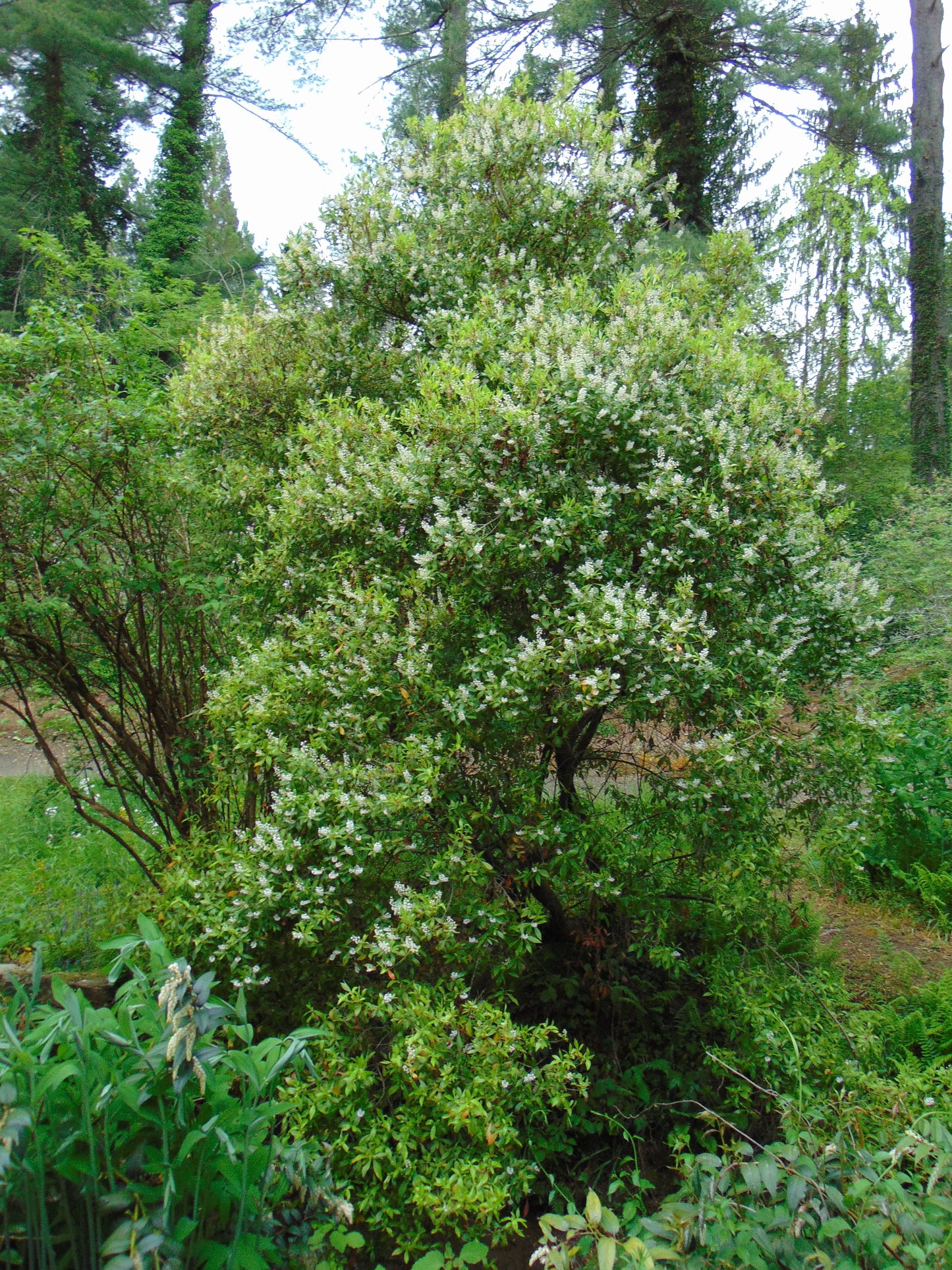 Buckwheat Tree Black Titi Cliftonia monophylla 10 Seeds