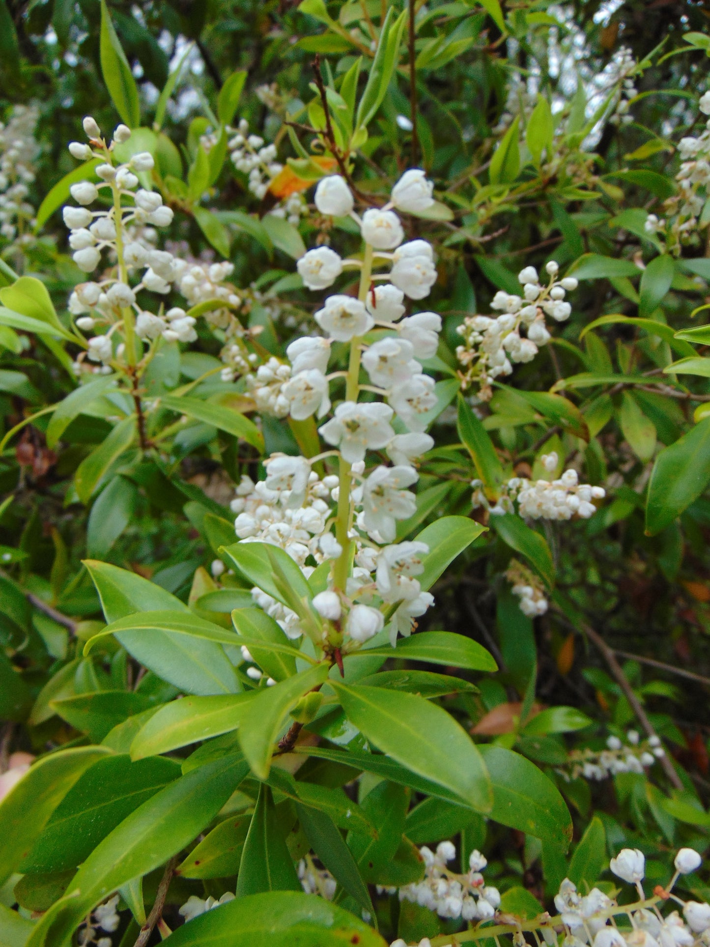 Buckwheat Tree Black Titi Cliftonia monophylla 10 Seeds