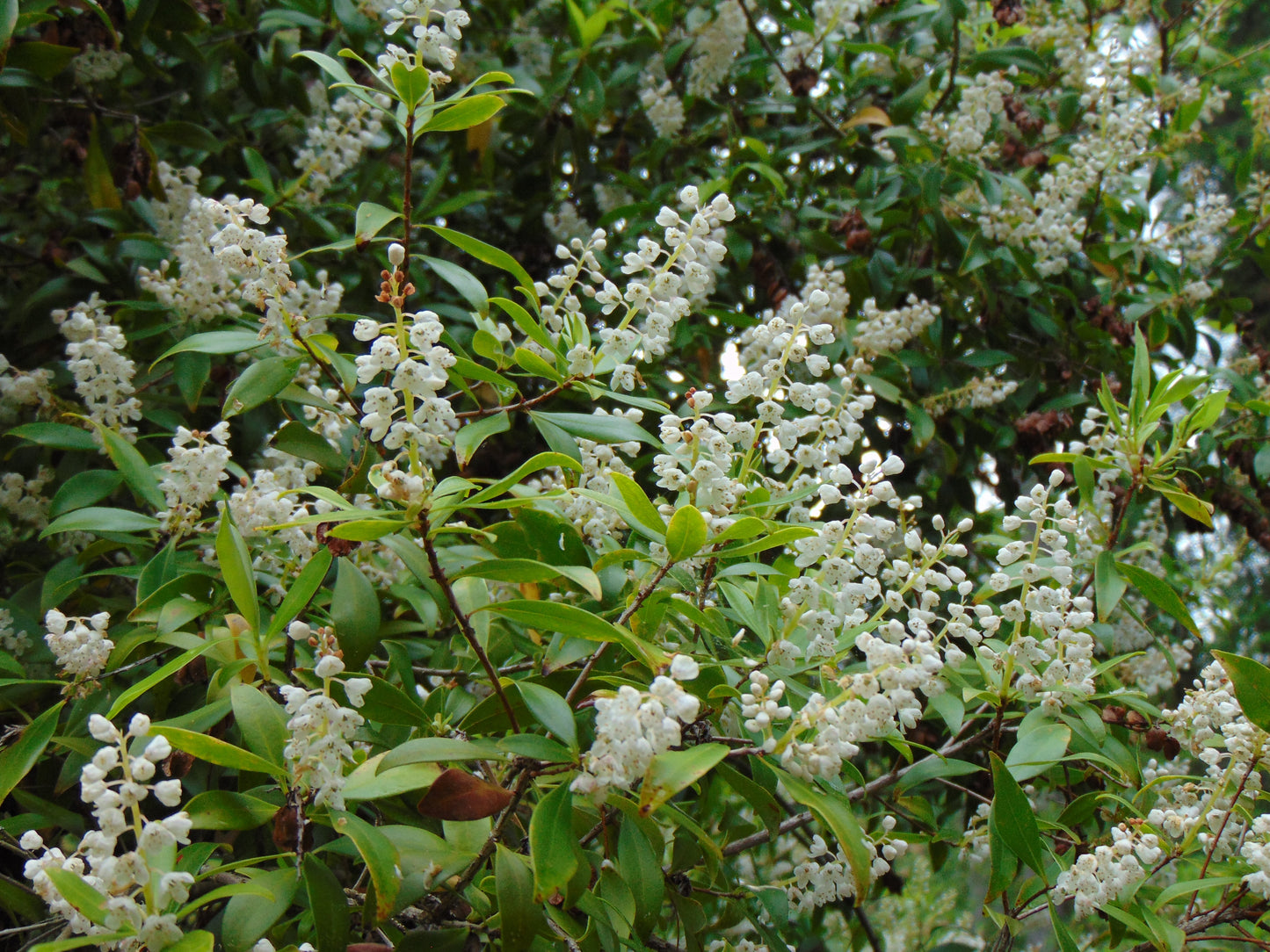 Buckwheat Tree Black Titi Cliftonia monophylla 10 Seeds