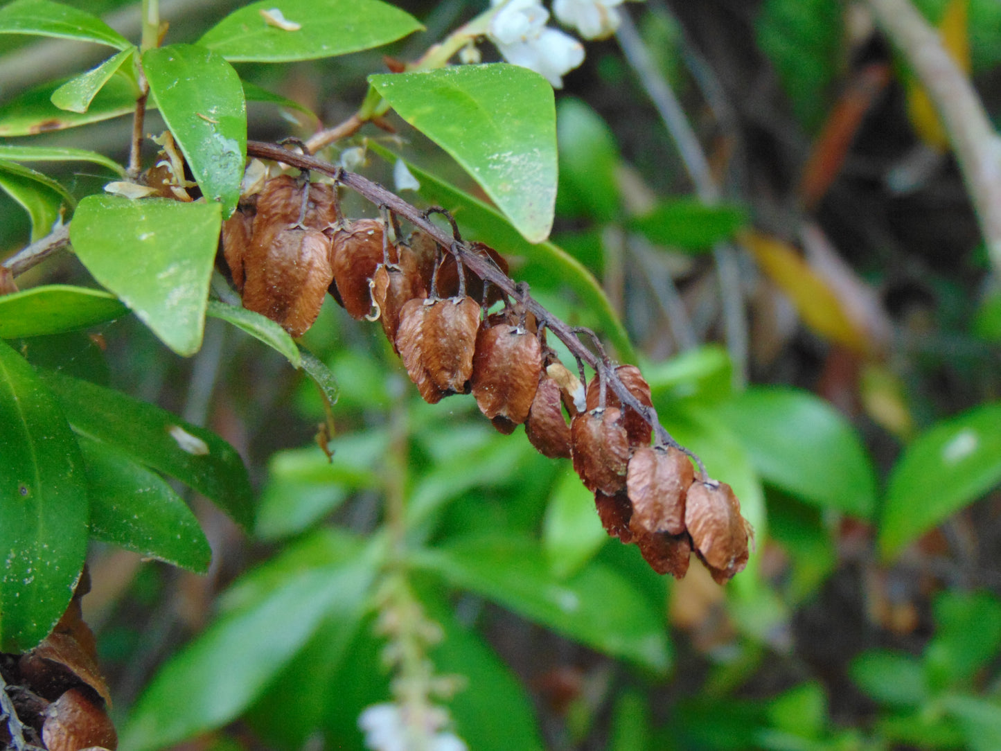 Buckwheat Tree Black Titi Cliftonia monophylla 10 Seeds