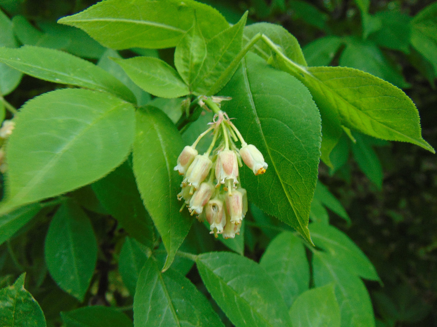 American Bladdernut Staphylea trifolia 10 Seeds  USA Company