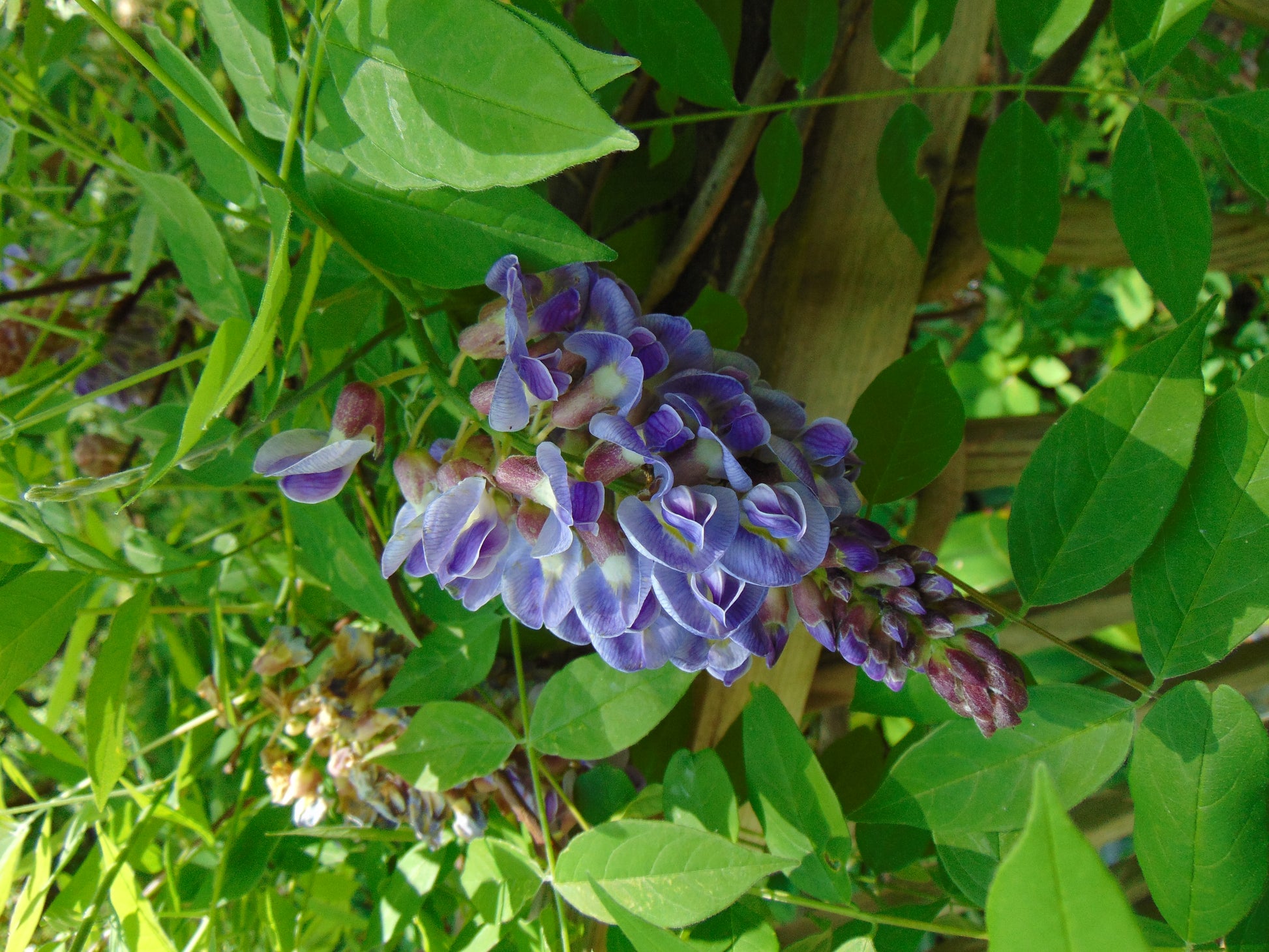 purple wisteria flower seeds American Wisteria 10 Seeds Wisteria frutescens – R&B Floridaseeds