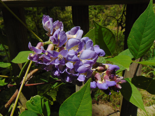 American Wisteria  10 Seeds  Wisteria frutescens  USA Company