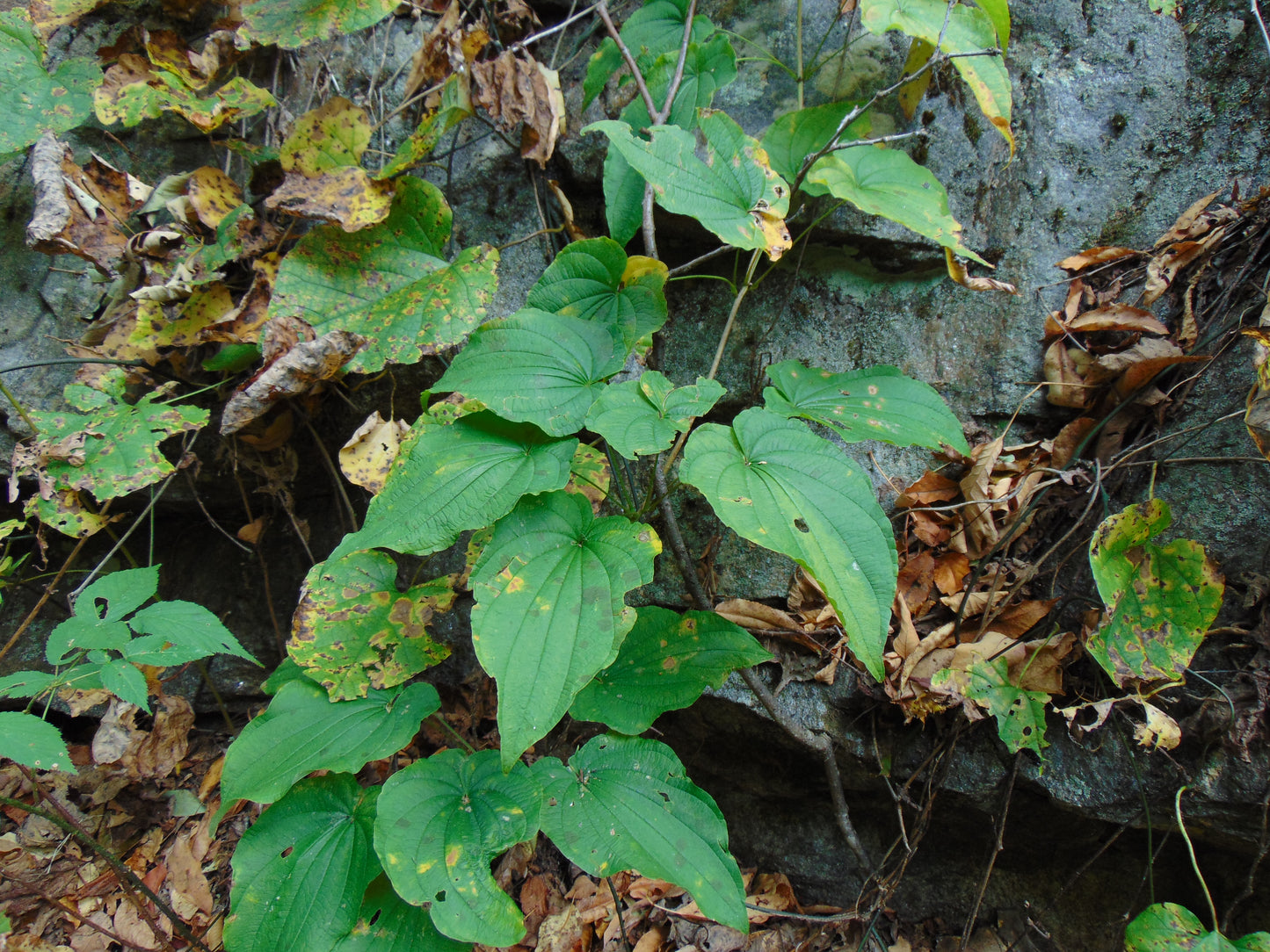 Wild Yam  10 Seeds  Dioscorea villosa